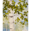 Summer Canopy