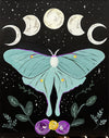 Moon Moth