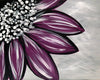 Late Bloom Fundraiser
