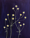 Star Flowers