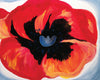 O&#39;Keeffe Poppy