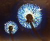 Painting and Pints: &quot;Evening Shimmer&quot; at Verboten Brewing